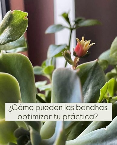 Mandala Chile Yoga | Vinyasa ॐ
