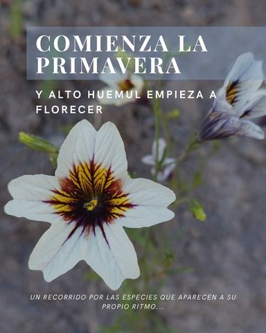 Flores de Primavera en Alto Huemul