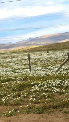 Desierto Florido: Vallenar a Carrizal Bajo