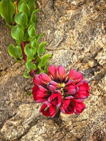 Expedición Desierto Florado - 23 al 25 Oct