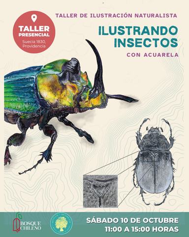 Taller Ilustrando Insectos con Acuarela