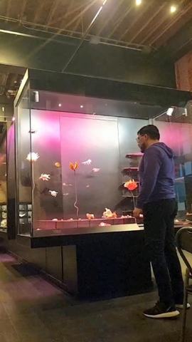 Exposición Mollusca: Poesía de Caracolas