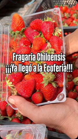 Ecoferia de la Reina