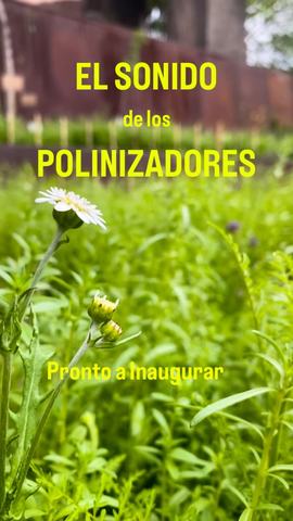 The Sound of Pollinators