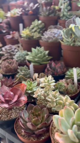 Gran Expo Cactus y Suculentas Chile