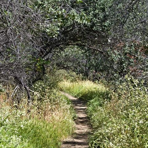 Parque Panul (Bosque Panul)