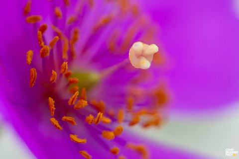 Charla: Flores del Desierto Florido