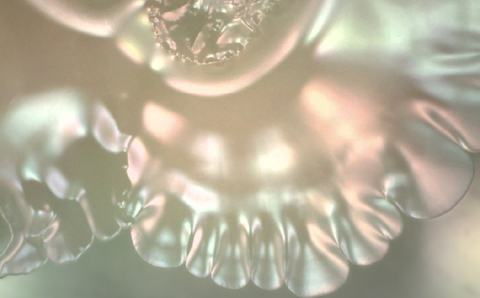 Extremofilia