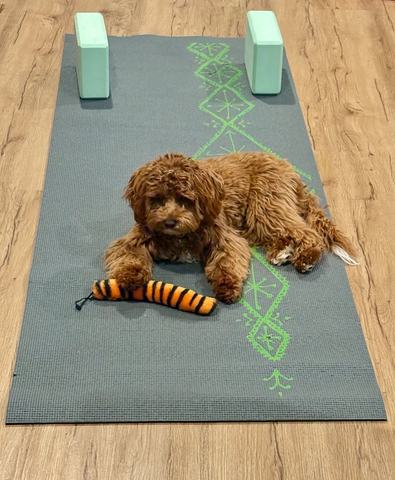 Clase de Yoga Lunes
