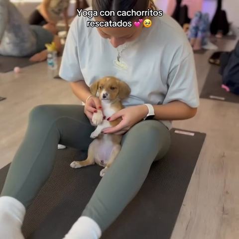 Yoga con Cachorritos Rescatados