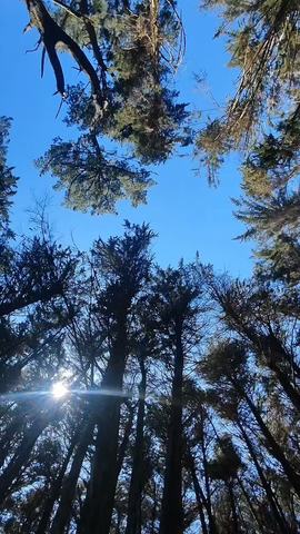 Jornada de Solidaridad Gaza - Talleres Dabke