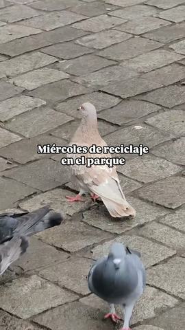 Miércoles de reciclaje