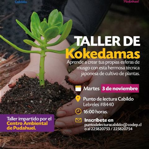 Taller de Kokedamas