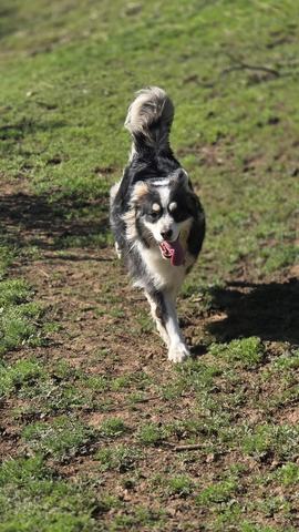Trail Dogs Chile