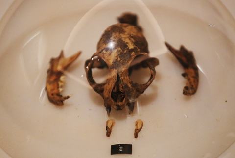 Exhibición "AURATAN"