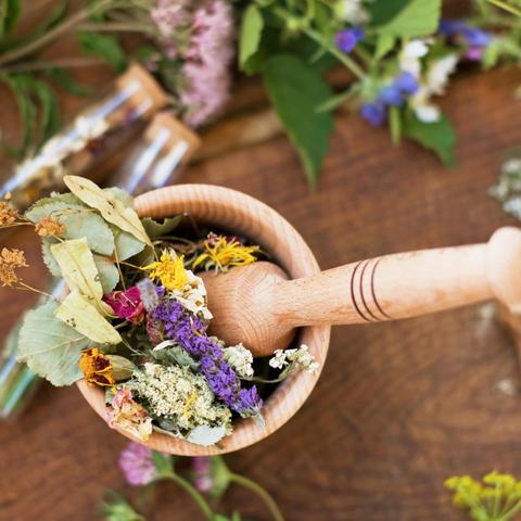 Taller de Hierbas y Plantas medicinales